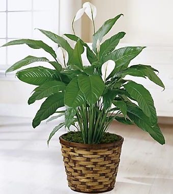 Spathiphyllum Plant-Peace Lily