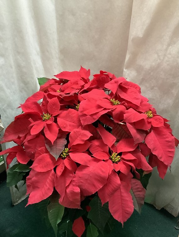 Poinsettia 2
