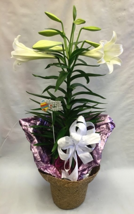 Pequa Easter Lily 1