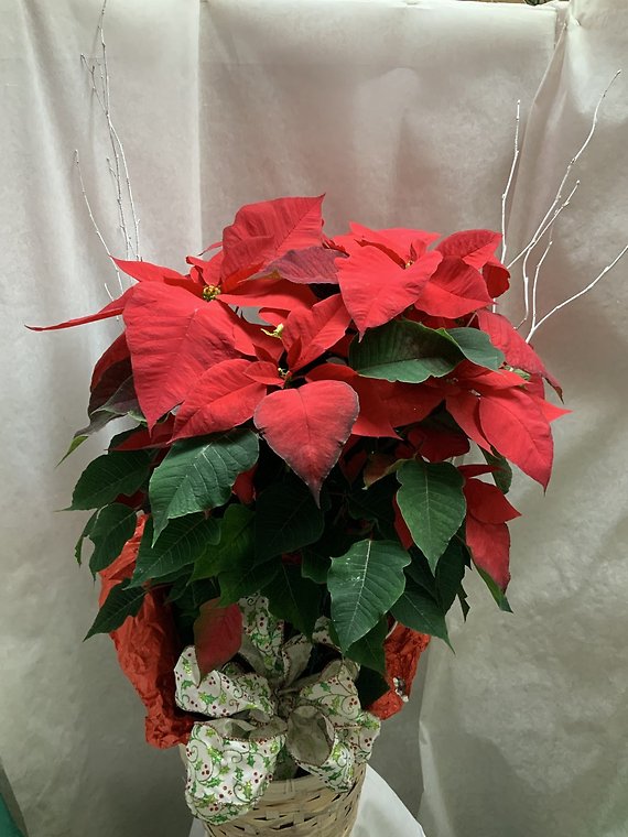 Poinsettia 1