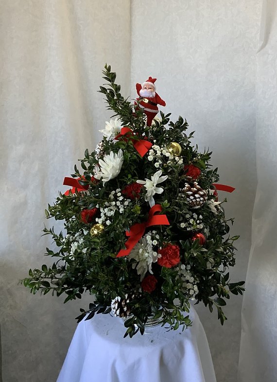 P boxwood tree 2