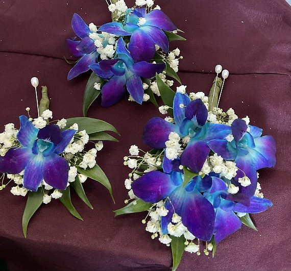 Dendrobium orchid bout
