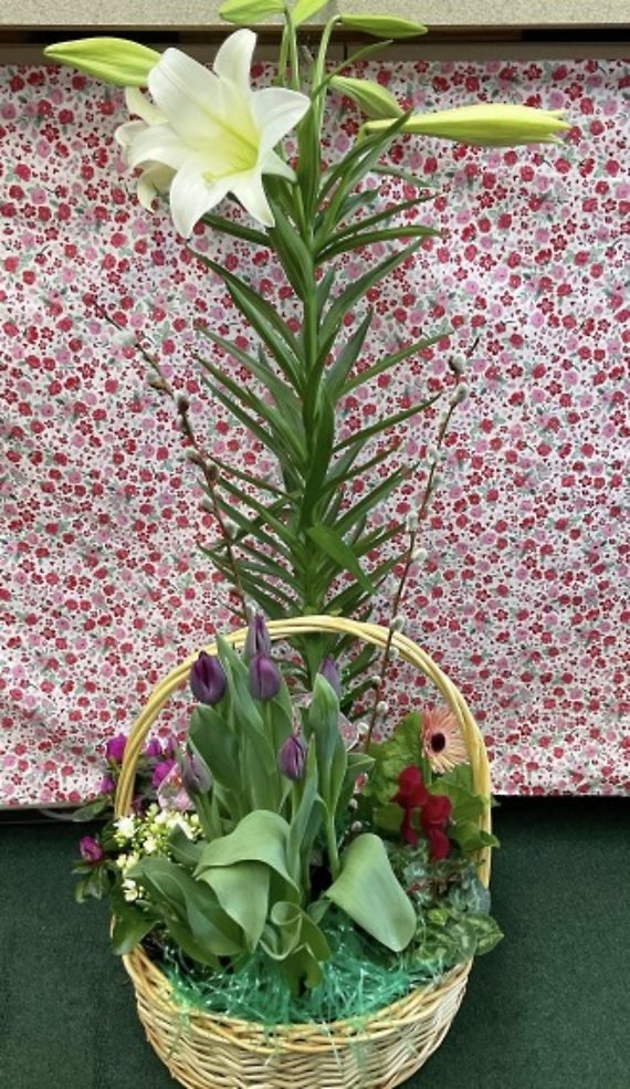 pelblplants