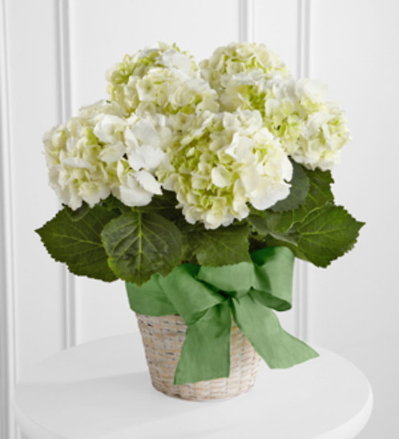 White Hydrangea Planter