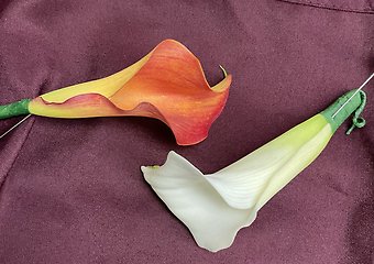Calla Lilly bout