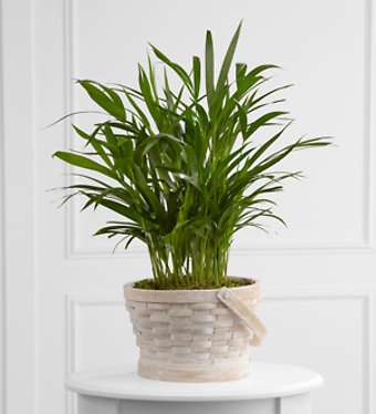 Deeply Adored™ Palm Planter