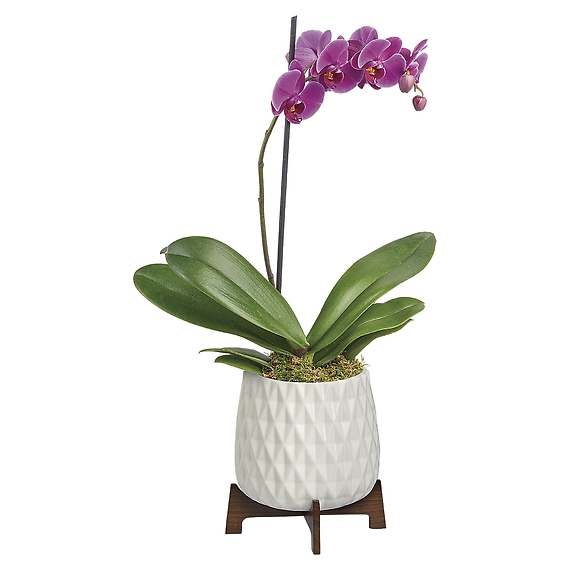 Architectural Orchid Plant