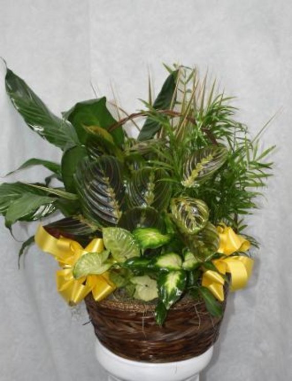 Dish Garden Yellow Bows 2