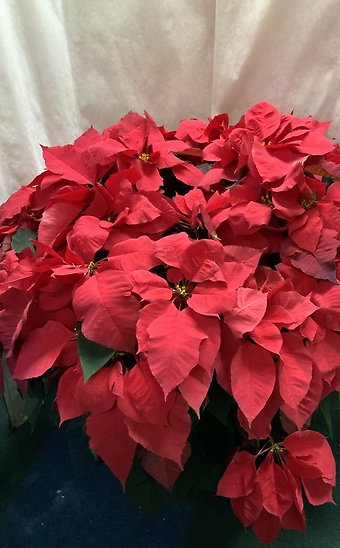 Poinsettia 3